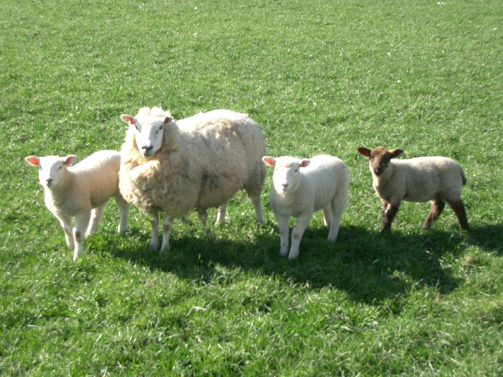 mother sheep with 3 babies