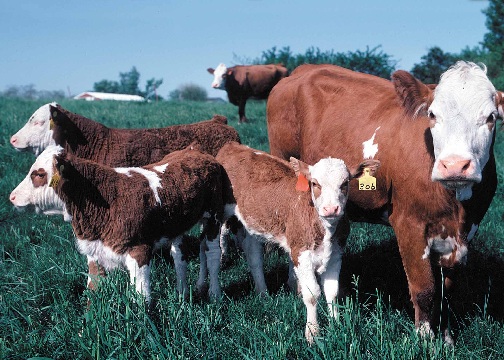 cows