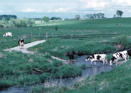 cows